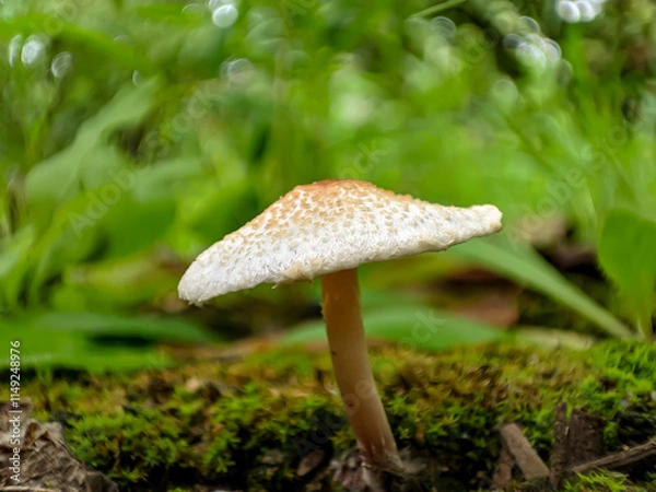 Fototapeta Mushroom in the forest on a natural background, macro