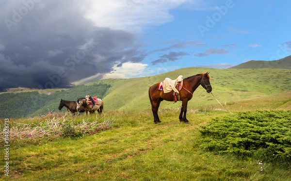 Obraz Harnessed horses in a mountain valley of national park "Biogradska gora". Montenegro.