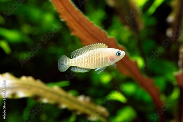 Obraz Neolamprologus multifasciatus