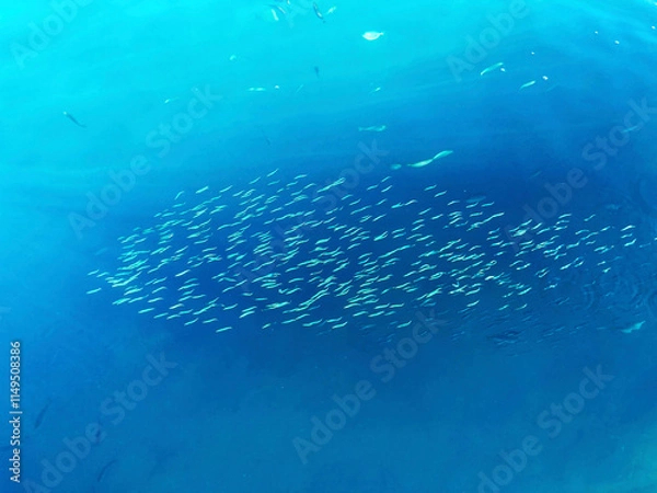 Obraz 群れで泳ぐ小魚