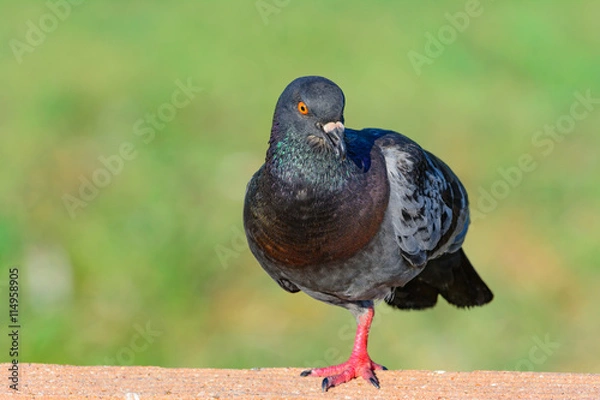 Obraz Pigeon talking as it stands on one leg on a fence