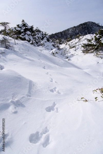 Obraz 冬の北八ヶ岳、兎の足跡が続く坪庭