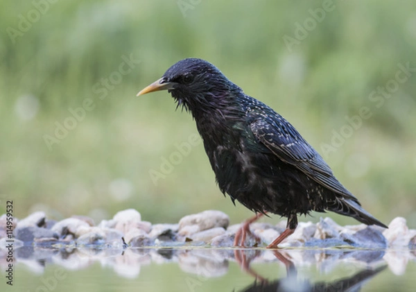 Fototapeta Common Starling