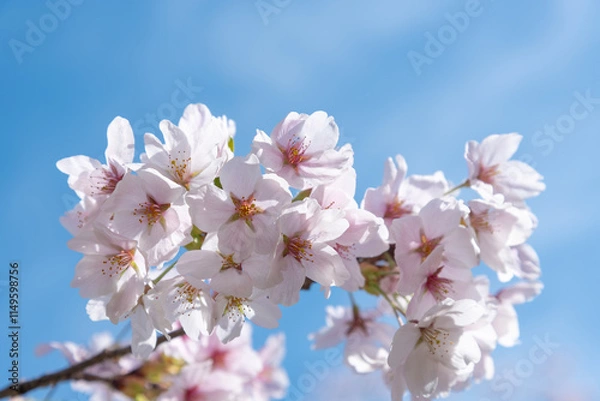 Fototapeta 満開のソメイヨシノ