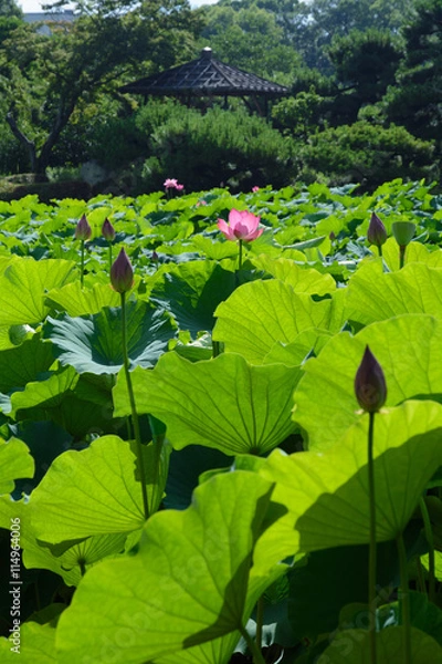 Obraz 栗林公園の蓮　縦