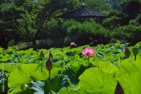 Obraz 栗林公園の蓮