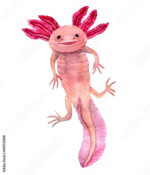 Fototapeta Watercolor hand drawn illustration of axolotl in pink color with tail. Pale Pink color swimming salamander. Exotic aquarium pet. Design for zoo goods, covers, backgrounds, decorations, tourist.