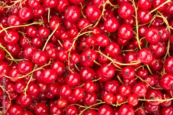 Fototapeta Red currants background