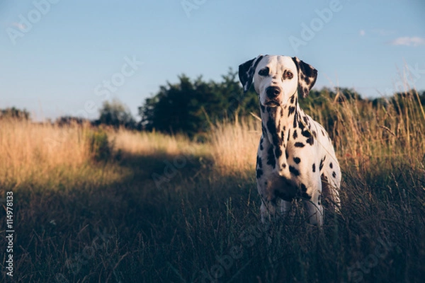 Fototapeta Cute Dalmatian Dog In A Cornfield