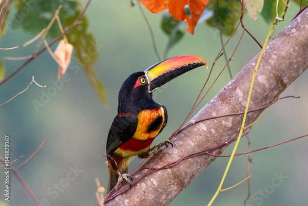 Obraz close-up of a fiery billed acari posing in a tree right in front of me at dominical costa rica