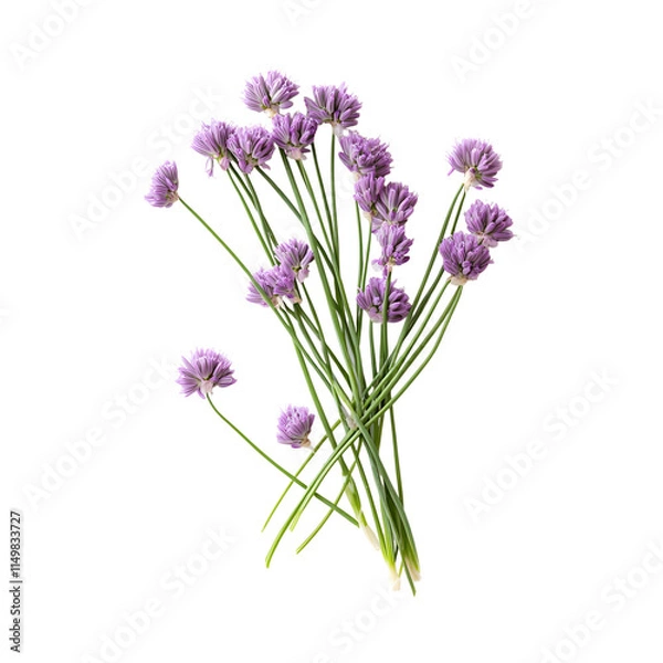 Fototapeta Chive blossoms as a garnish or mixed into butter isolated on transparent background