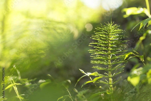 Obraz Horsetail in dew in the morning beautiful spring green background