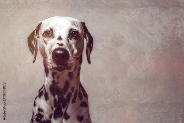 Fototapeta Watched By Dalmatian In Front Of A Wall