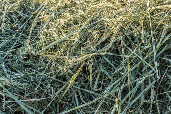 Obraz Trockenes Gras