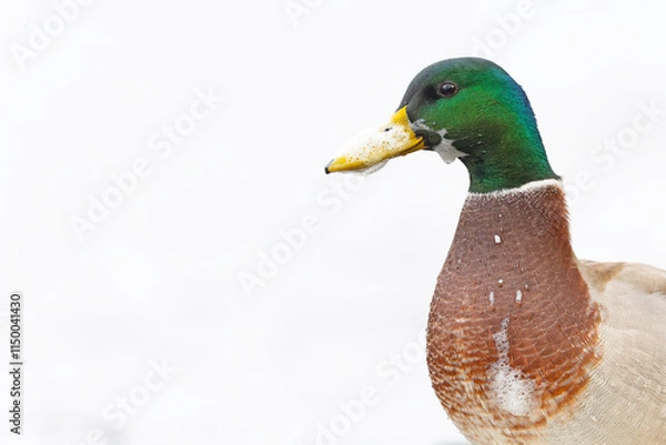 Fototapeta A portrait of a male (Anas platyrhynchos) in front of a white background.