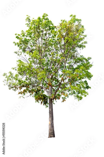Fototapeta A big tree isolated on white background