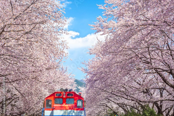 Obraz Cherry blossoms blooming in spring at E-World 83 Tower a popular tourist destination. in Daegu,South Korea.