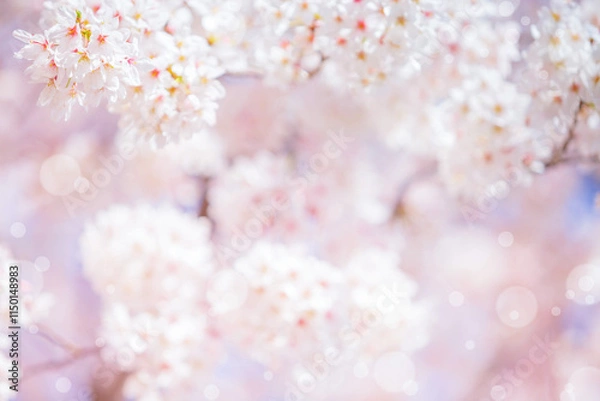 Obraz Cherry blossom  flower in spring for background or copy space for text