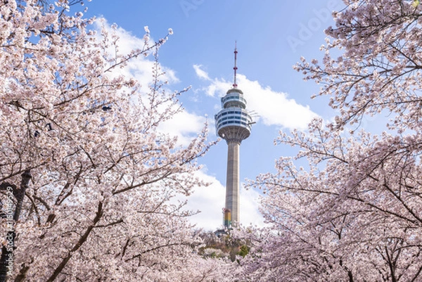 Fototapeta Cherry blossoms blooming in spring at E-World 83 Tower a popular tourist destination. in Daegu,South Korea.