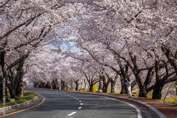 Fototapeta Beautiful cherry blossom tunnel and cherry trees on both sides of the road at the Cherry Blossom Festival in Gyeongju, South Korea.