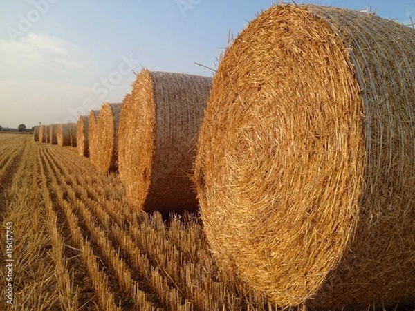 Fototapeta cerchi nel grano