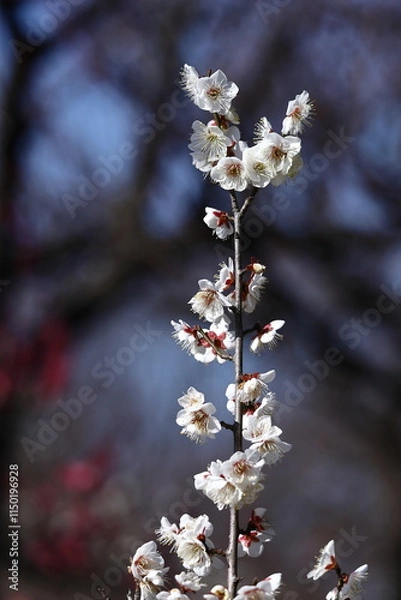 Fototapeta 寒さに耐え気品よく咲く