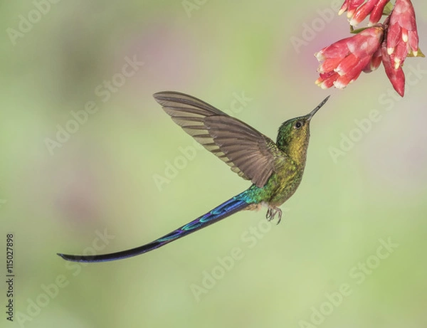 Fototapeta Violet-Tailed Sylph InFlight - A male Violet-tailed Sylph hummingbird is about to extract nectar from a flower.