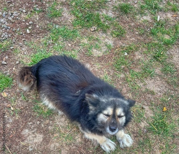 Obraz puppy in the grass
