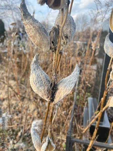 Obraz Field in autumn 