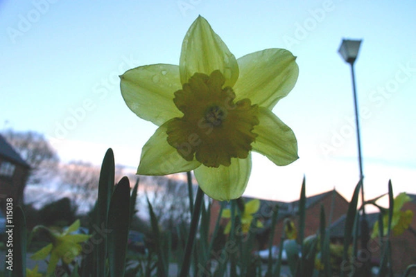 Obraz evening dafodil