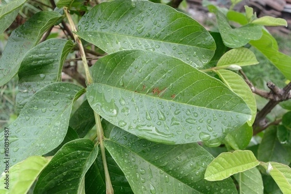 Obraz leaves with dew drops