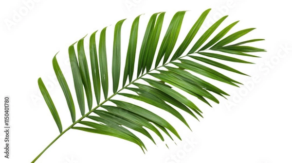 Fototapeta Large palm leaf, transparent background