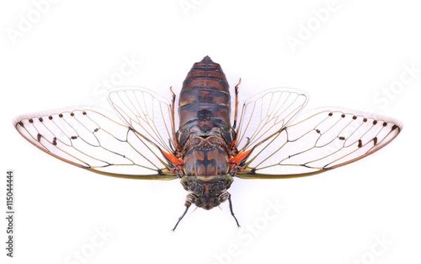 Fototapeta cicada insect isolated on white background