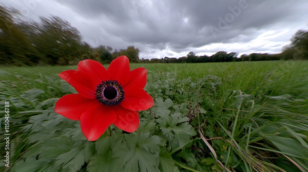 Fototapeta A bright red anemone flower with a dark center standing out against a lush green field under overcast skies.