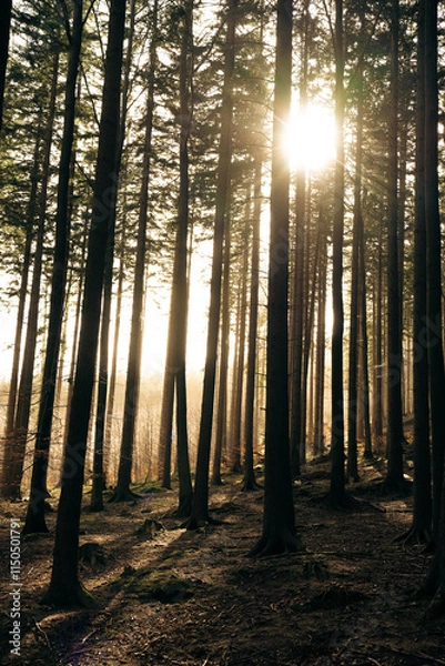 Fototapeta The warm sun is shining brightly through the trees in the forest