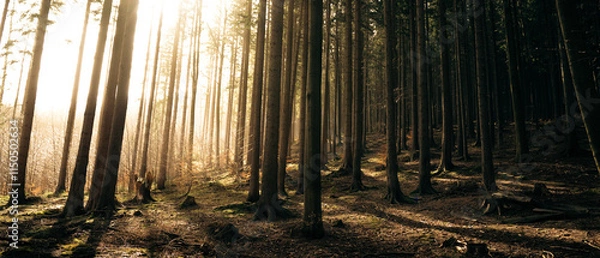 Fototapeta The warm sun is shining brightly through the trees in the forest