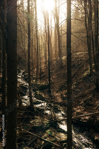 Fototapeta The bright sun is shining beautifully through the trees in the forest