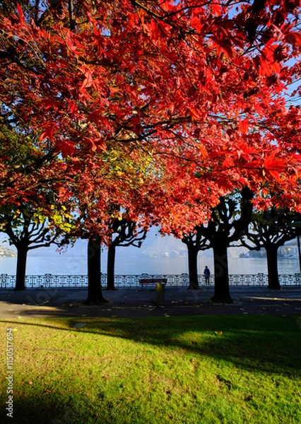 Obraz Red autumn leaves