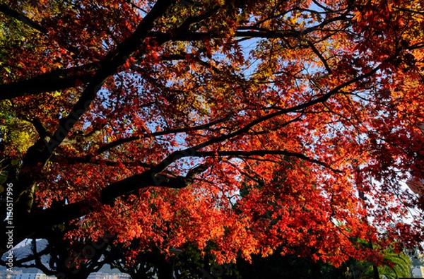 Obraz Red autumn leaves