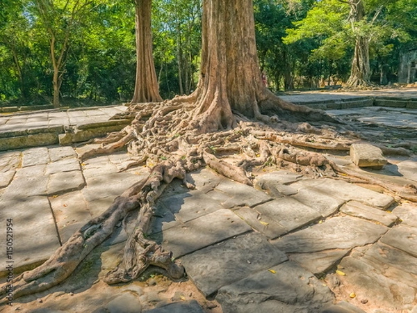 Fototapeta Ta Prohm Wat temple in Angkor, Cambodia