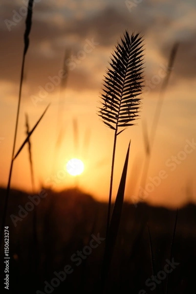 Fototapeta Sun in the evening sky on the meadow grass.