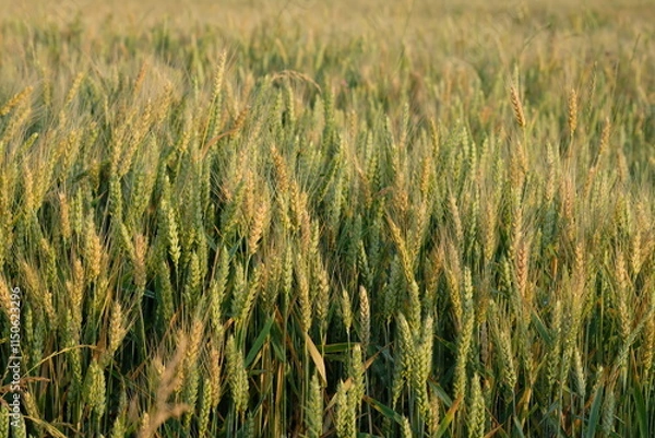 Fototapeta Yellow and green wheat ears in the field.