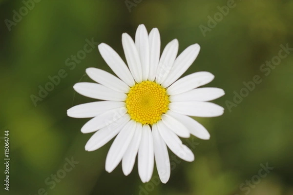 Obraz camomile 