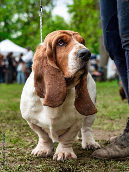 Fototapeta Basset. A beautiful dog with large and long ears. Rugged appearance and kind disposition.