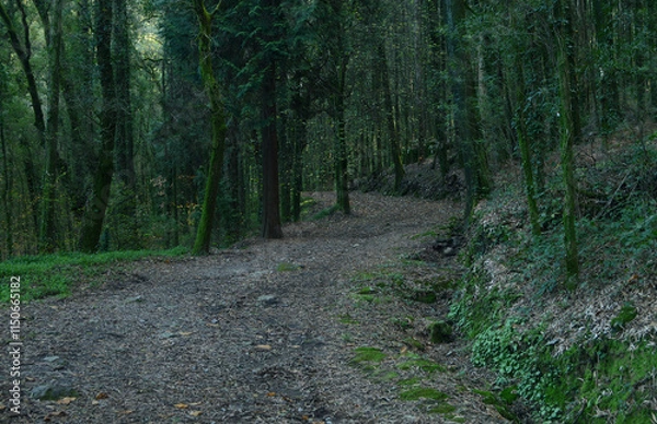 Obraz Path through a cold dark and gloomy forest