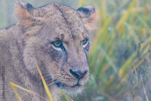Obraz portrait of a lioness
