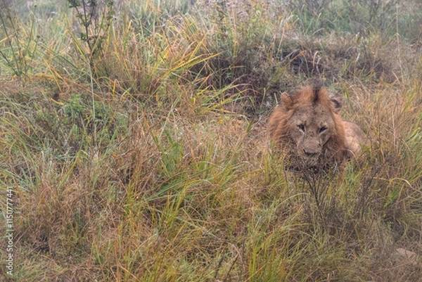 Obraz lion in the grass