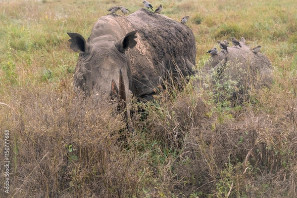 Obraz Rhinos in the weeds 