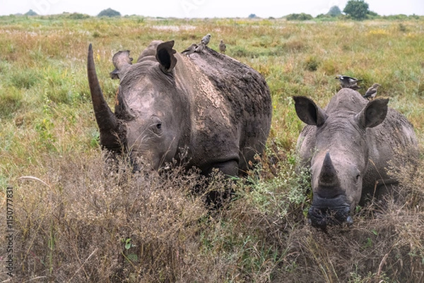 Obraz white rhinos in the wild