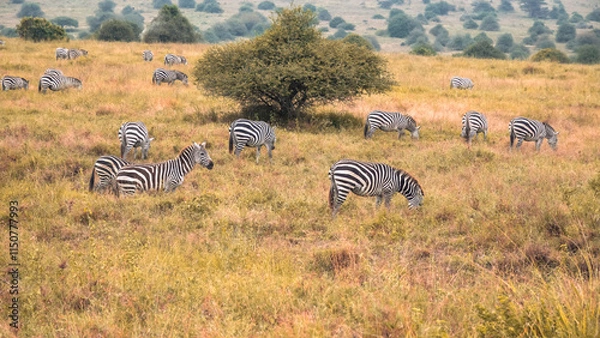 Obraz zebras in the serengeti